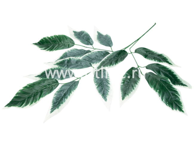 Ветка манго, 15л с принтом FITTONE