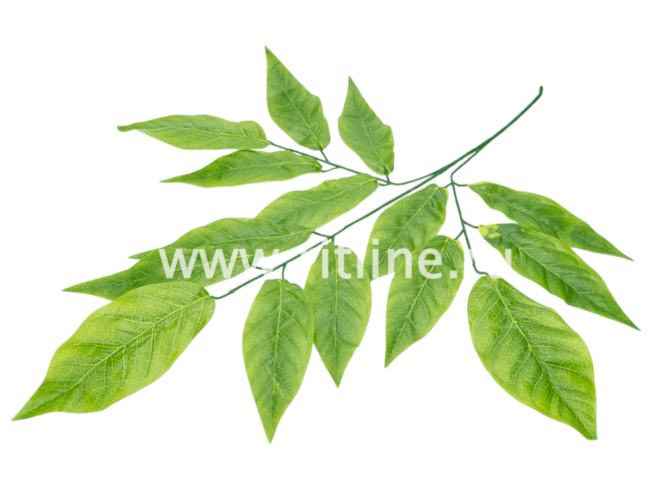 Ветка манго, 15л с принтом FITTONE