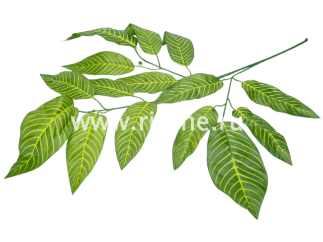 Ветка манго, 15л с принтом FITTONE