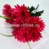 Букет гербер "FITTONE", 7г., выс. 50см, цв.микс