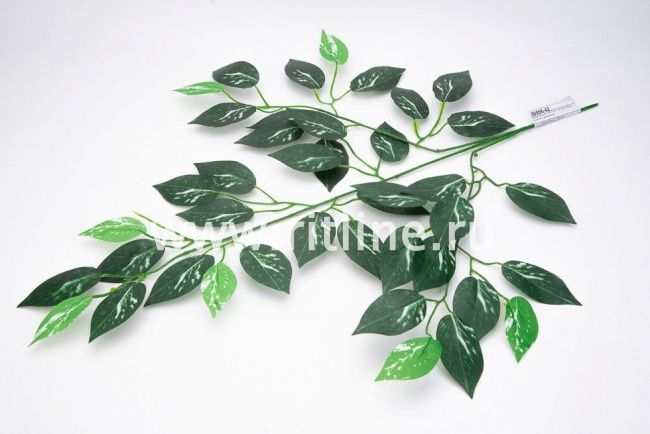 Ветка фикуса "FITTONE", 42л, выс.60см, с принтом, цв.зеленый Ветка фикуса "FITTONE", 42л, выс.60см, с принтом, цв.зеленый