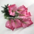 Букет калл "FITTONE", 9г, выс. 50см, цв.микс
