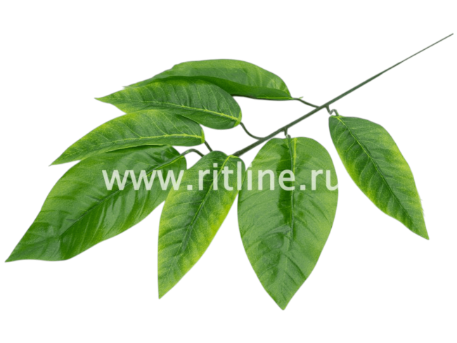 Ветка манго, 7л с принтом FITTONE