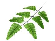 Лист папоротника, 7л FITTONE