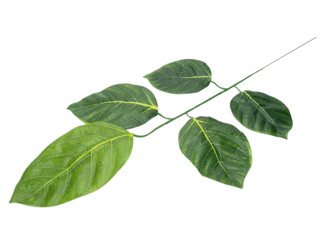 Ветка яблони, 5л с принтом FITTONE