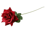 Роза одиночная бархатная, выс. 62 см, диам. 14 см, цв. красный FITTONE