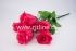 Букет бутонов роз "Fittone", 7г, выс.52, цв.микс