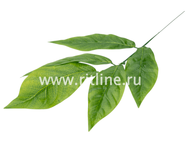 Ветка манго, 5л с принтом FITTONE