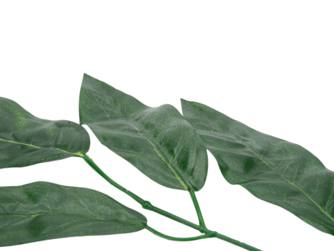 Ветка манго, 5л с принтом FITTONE