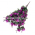 Букет роз "FITTONE", 42г, выс. 60см, цв.микс