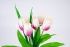Букет тюльпанов "Fittone", 6г, выс.30см, плотный атлас, цв.микс