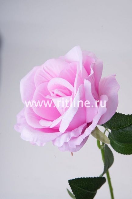 Роза одиночная бархатная, выс. 50 см, диам. 12 см, цв. микс FITTONE