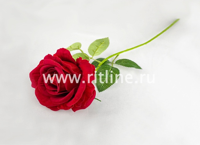 Роза одиночная бархатная, выс. 50 см, диам. 12 см, цв. микс FITTONE