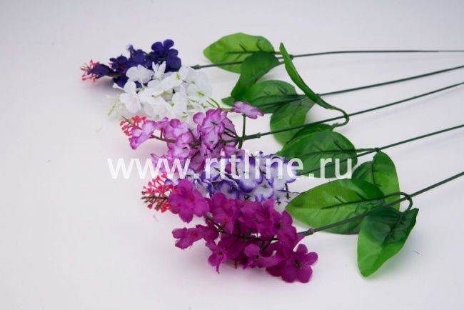 Сирень одиночная "Fittone", выс.42, цв.микс