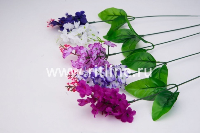 Сирень одиночная "Fittone", выс.42, цв.микс