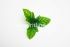 Листик хризантемы "Fittone", разм.12см, цв.зеленый