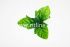 Листик хризантемы "Fittone", разм.12см, цв.зеленый