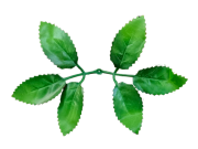 Лист розы (цена за 1 кг, в 1 кг +-670 шт) FITTONE