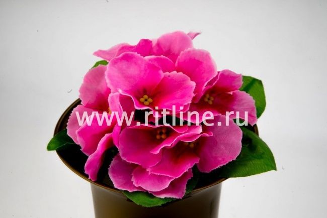 Букет фиалок "Fittone", 12г, выс.21, цв.микс