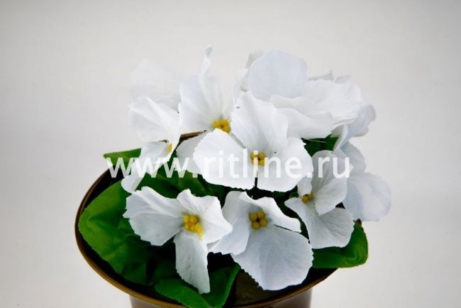 Букет фиалок "Fittone", 12г, выс.21, цв.микс