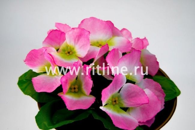 Букет фиалок "Fittone", 12г, выс.21, цв.микс