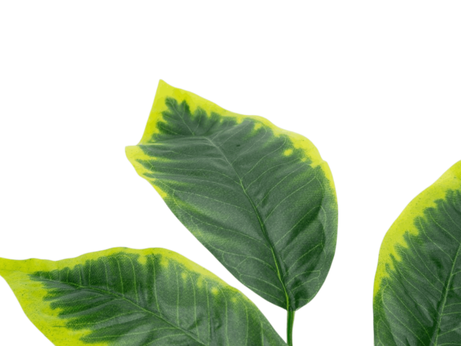 Ветка манго, 5л с желтым принтом FITTONE