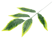 Ветка манго, 5л с желтым принтом FITTONE