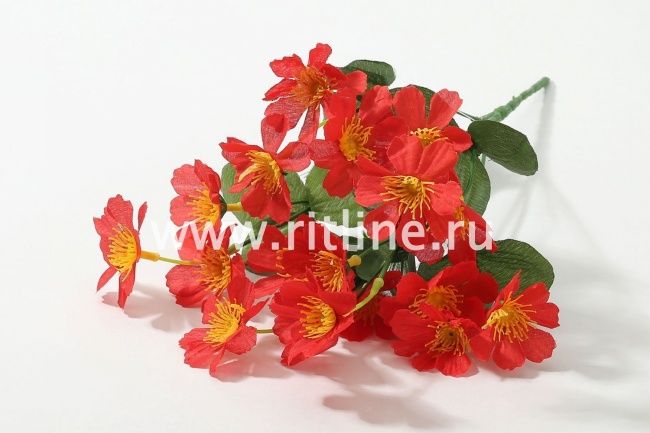 Букет космеи "Fittone", 6г, выс.31, цв.микс