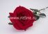 Роза одиночная бархатная "Fittone", выс.70см, цв.красный