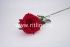 Роза одиночная бархатная "Fittone", выс.70см, цв.красный