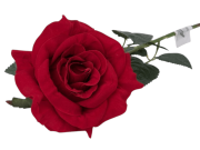 Роза одиночная бархатная, выс. 70 см, цв. красный FITTONE