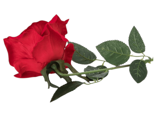 Роза одиночная бархатная, выс. 70 см, цв. красный FITTONE