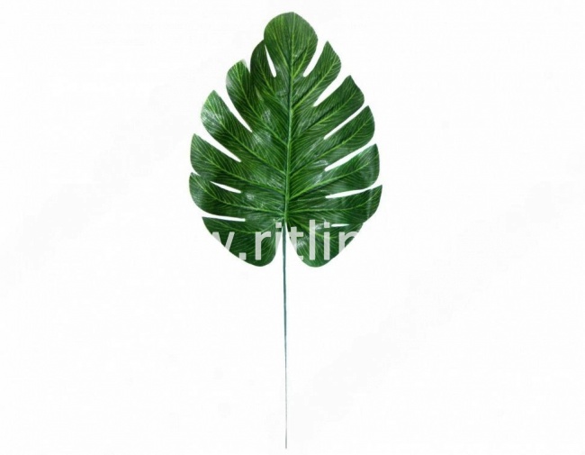 Лист монстеры FITTONE