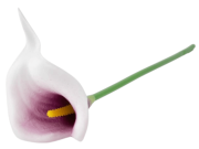 Калла одиночная латексная, выс. 34 см, цв. микс FITTONE