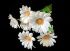 Букет ромашек "Fittone", 6г, выс.33, цв.белый снег