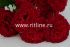 Букет бархатных гвоздик "Fittone", 9г, выс.46, цв.красный