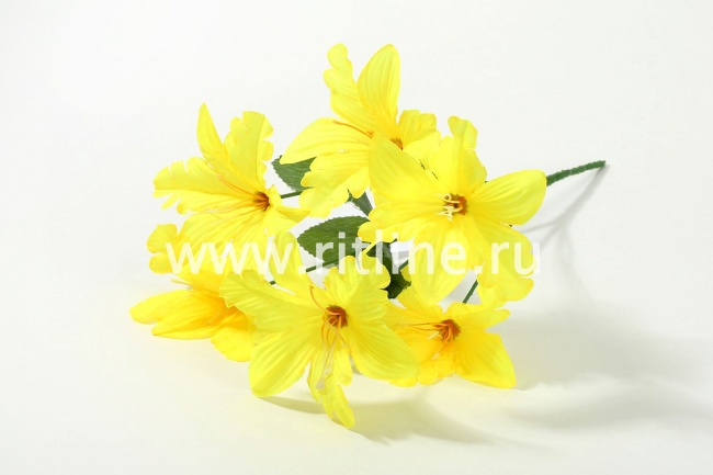 Букет орхидей "Fittone", 6г, выс.31, цв.микс