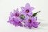 Букет орхидей "Fittone", 6г, выс.31, цв.микс