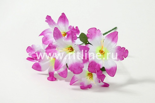 Букет орхидей "Fittone", 6г, выс.31, цв.микс