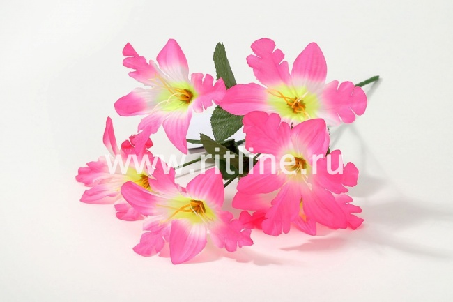 Букет орхидей "Fittone", 6г, выс.31, цв.микс