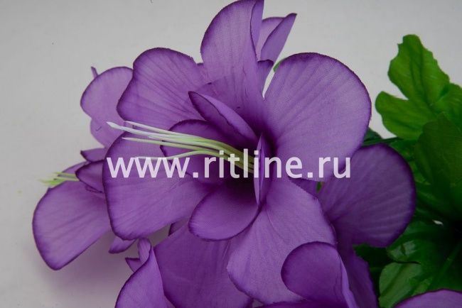 Букет клематисов "Fittone", 6г, выс.31, цв.микс Букет клематисов "Fittone", 6г, выс.31, цв.микс