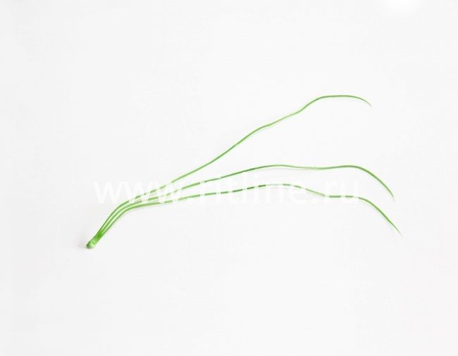 Лист "Осока" FITTONE