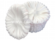 Высечка гвоздики, шелк, диам. 11 см, цв. белый снег FITTONE Высечка гвоздики, шелк, диам. 11 см, цв. белый снег FITTONE