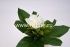 Букет пластиковой розы "Fittone", 1г, выс.23см, цв.микс